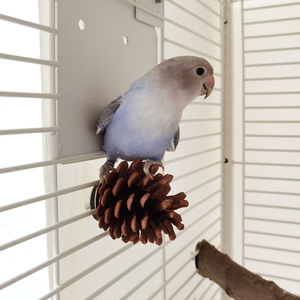 Juguete Redondo Ecológico de Peonía Xuan Feng para Loros, para Morder y Afilar los Dientes en Jaulas, Piñas y Puntas Colgantes, Suministros para Aves - Product Image 1