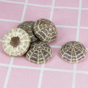 Coquillages enfer air méditerranéen ananas conque <span class=keywords><strong>coquille</strong></span> <span class=keywords><strong>oursin</strong></span> accessoires de décoration de la maison - Product Image 4