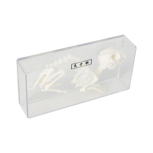 Modèle d'échantillon squelettique de lapin J43106, équipement d'expérimentation biologique pour collèges, échantillons biologiques pour collèges - Product Image 5