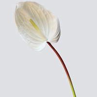 Fleur artificielle de haute qualité, lotus guanyin, anthurium, toucher réel, longue tige, pour mariage, hôtel, maison, bureau, décoration commerciale