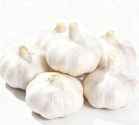 Vente chaude de haute qualité 2025 Chine Nouveau produit Jin Xiang et Pizhou Ail blanc normal frais et ail blanc pur