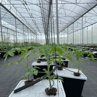 Seau hydroponique néerlandais Bato de 11 L avec couvercle multi-trous à siphon coudé pour irrigation recirculante pour la culture de tomates
