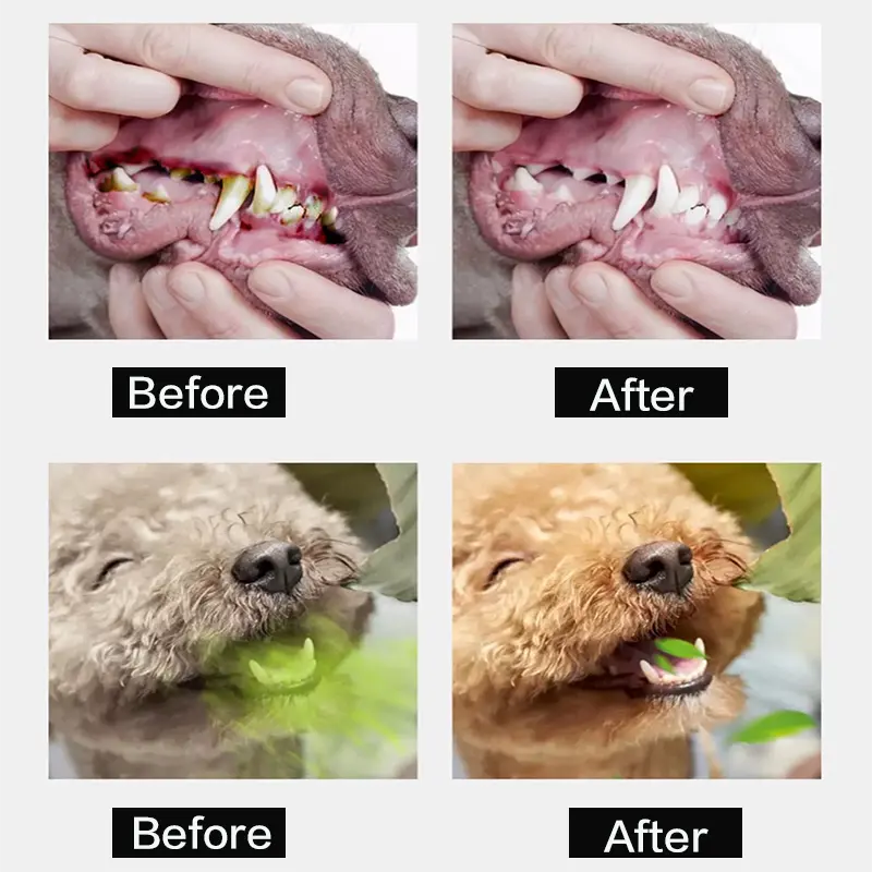 Commercio all'ingrosso Pet pulizia Gel di silice forniture morbido per animali domestici cura dentale per animali domestici spazzolino da denti e scatola set per cani e gatti