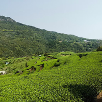 Thé Blanc Pivoine Blanche Premium Fuding 2026, Première Récolte de Haute Montagne, Thé en Vrac Séché au Soleil, 500g, Thé Blanc Baimudan en Vrac