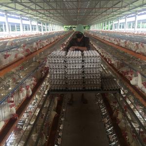 Ucuz fiyat yeni 48 96 120 128 160 kuşlar tavuklar yumurta döşeme pil kanatlı katmanlı tavuk kafesleri düşük karbon çelik 15-20 yıl hayat - Product Image 4