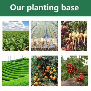 Chất lượng cao vỏ đậu phộng chiết xuất bột 98% <span class=keywords><strong>luteolin</strong></span> - Product Image 3