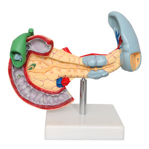 Fabriek Menselijke Milt Model Viscerale Alvleesklierfunctie Alvleesklier Milt Lever Galblaas Duodenum Model <span class=keywords><strong>Pancreas</strong></span> Model - Product Image 1