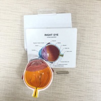 Anatomie 3D de l'œil humain, modèle anatomique pour l'école, anatomie des yeux et pour l'enseignement médicale