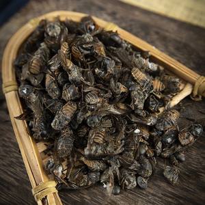 Bullfly Insectos secos a granel Mosca Mosquito Saltamontes Venta al por mayor y Dropshipping Estilo Ad-Dried - Product Image 1