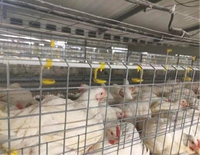 Équipement avicole automatique pour élevage de poulets avec système de cages de poulets de chair de haute qualité