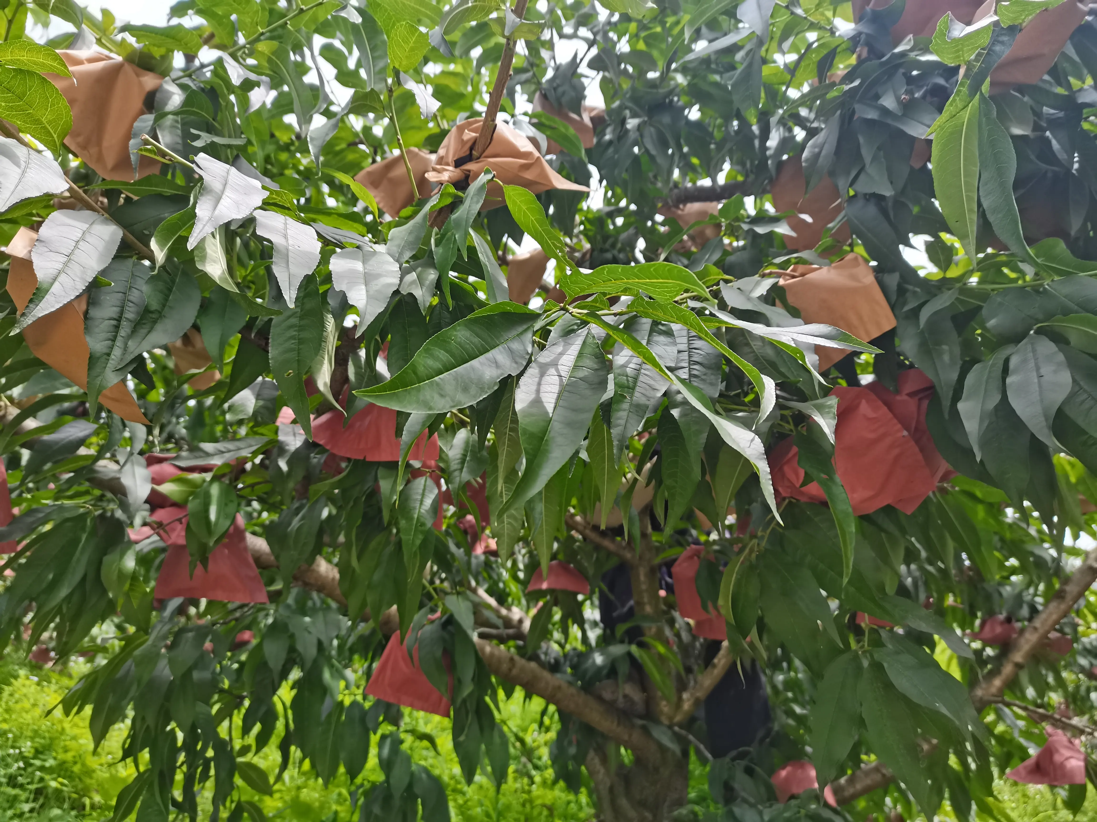 Fertilizante de estiércol de remediación de suelo directo de fábrica para enraizamiento de plantas y promoción de rendimiento