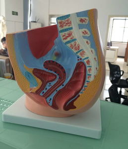 Modelo Anatómico Sagital Femenino de PVC ADA-A1086 para Escuelas de Medicina y Entrenamiento en Ciencias Anatómicas, Origen Shanghái - Product Image 5