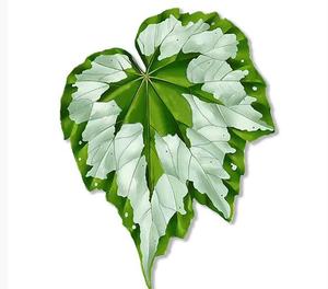 Aimants de réfrigérateur créatifs sur le thème des plantes avec divers motifs de feuilles - Product Image 1
