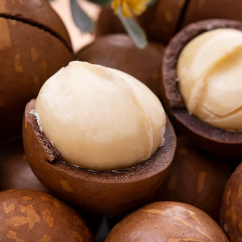 Hạt <span class=keywords><strong>Macadamia</strong></span> Hương Vani Trong Vỏ Cung Cấp Số Lượng Lớn Để Xuất Khẩu Với Giá Tốt Nhất Hạt <span class=keywords><strong>Macadamia</strong></span> Ngon - Product Image 6