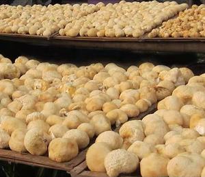 Champignon Hericium Erinaceus séché entier en vrac, Champignon Crinière de <span class=keywords><strong>Lion</strong></span>, Champignon à poils barbus, Naturel et Biologique - Product Image 2