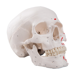 Modèle de crâne humain pour simulation médicale adulte 1:1, anatomie du crâne codée numériquement, spécimen de crâne - Product Image 2