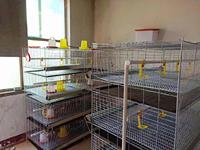 Cage de volaille à coq pour poissons, poulailler commerciale avec porte pour élevage de volaille