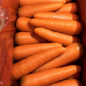 High Quality 2L 250-300g New Crop Orange Fresh Carrots 0.1kg Carton Shandong Farm-fresh Non-GMO Carefully <strong>Sorted</strong> Perfect - Product Image 2
