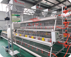 Popüler satış 4 katmanlı bebek tavuk kafesi için bir tür gün eski katman Pullet kafes