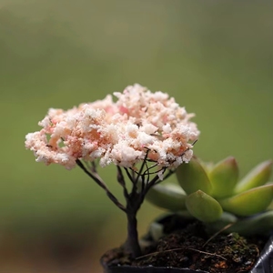 Musgo hecho a mano Paisajismo Decoración Flor Micro-Paisaje Adornos Plástico Pequeño Árbol artificial Flores de cerezo - Product Image 3
