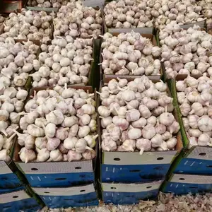 Aglio bianco normale fresco dell'aglio del raccolto 2023 5.5cm di prezzo all'ingrosso per l'aglio naturale dell'esportazione della borsa 20kg di alta qualità per il commercio all'ingrosso