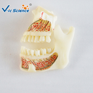 Modello Dentale Completo di Maxilla <span class=keywords><strong>e</strong></span> <span class=keywords><strong>Mandibola</strong></span>, Modello di Osso della <span class=keywords><strong>Mandibola</strong></span> Superiore <span class=keywords><strong>e</strong></span> Inferiore per Formazione Anatomica di Studenti di Stomatologia CE/ISO/ROHS/CNAS - Product Image 1