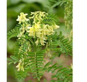 Huang qi plantas herbal radix astragali atacado seca raízes <span class=keywords><strong>astragalus</strong></span> - Product Image 3