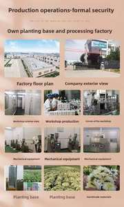 Té Herbal Prebiótico 100% <span class=keywords><strong>Natural</strong></span> en Bolsitas, Mezcla de Hierbas Suaves para Calmar el Estómago, Primera Calidad - Product Image 5