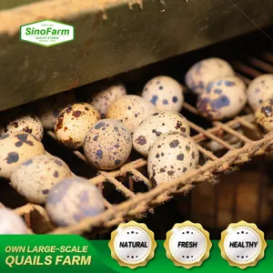 Quail Egg Factory Boiled Edible Cooked Quail Egg