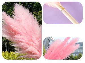 Pampas Rosadas, Decoración Perfecta para Bodas y Hogar, Flor Seca Grande y Esponjosa, Hierba de Pampas Seca Natural - Product Image 3