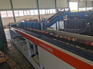 Máquina clasificadora <span class=keywords><strong>de</strong></span> peso Kiwi/máquina para clasificar kiwi/máquina clasificadora <span class=keywords><strong>de</strong></span> dátiles chinos - Product Image 3