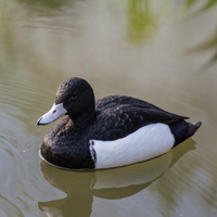 Poussoir nageur pulsateur volant Silhouette poids floqué mousse colvert mouvement gros chasse motorisé canard leurres