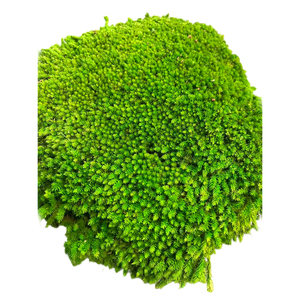 Vente en gros d'art mural en mousse naturelle véritable de haute qualité renne stabilisé vert mur en mousse conservée pour la décoration - Product Image 4