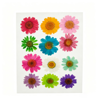 Fleurs de marguerites pressées et teintes, fleurs séchées pour la décoration de cartes de mariage, accessoires photo, bougies, artisanat en résine époxy