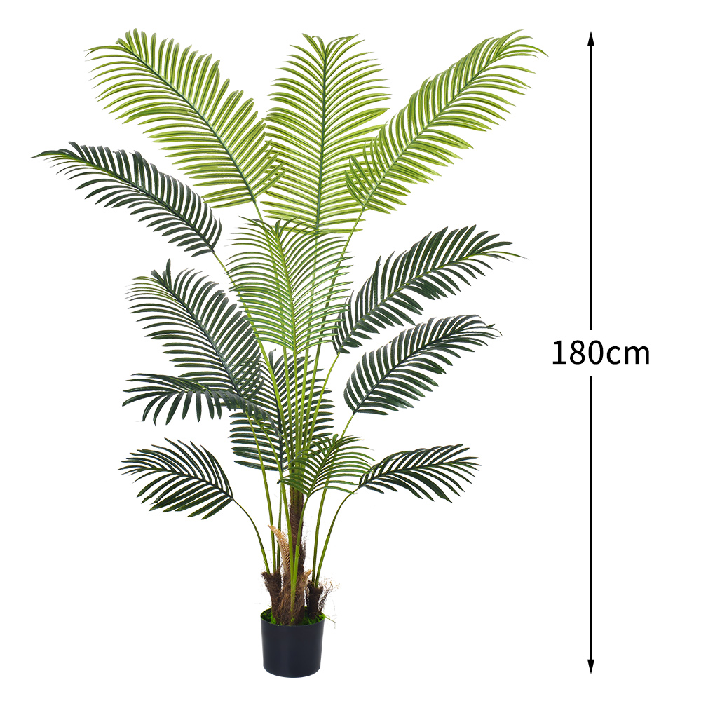 6ft/180cm Areca Palm-A