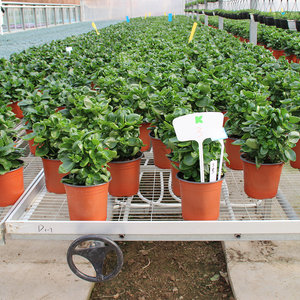 Banc de culture roulant pour serre, galvanisé à chaud, pour la propagation des plantes, table roulante commerciale - Product Image 3