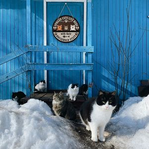 Plaque de porte en bois avec logo de chat amusant, slogan créatif rond, panneau de bienvenue pour animaux de compagnie, décoration murale suspendue - Product Image 4