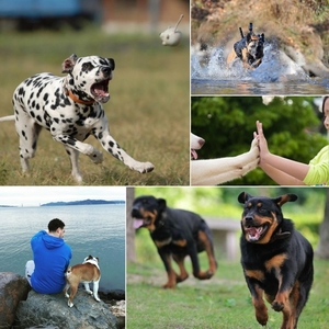 Harga pabrik PULUZ sabuk kamera Hound <span class=keywords><strong>Dog</strong></span> Ambil <span class=keywords><strong>Harness</strong></span> disesuaikan sabuk dada tali Mount untuk anjing peliharaan untuk GoPro aksi rekaman - Product Image 6