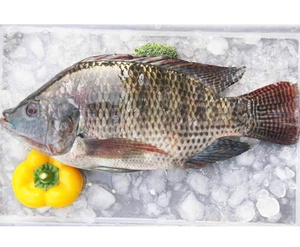 Fruits de mer surgelés en gros, filet de tilapia pour les acheteurs de tilapia