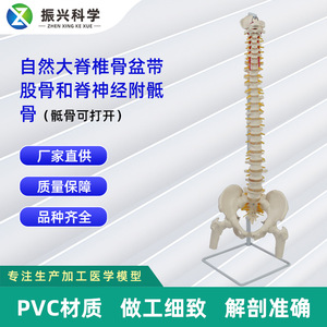 Modèle naturel de la grande vertèbre, de la ceinture pelvienne, du fémur et des nerfs spinaux attachés au sacrum (le sacrum peut être ouvert). - Product Image 5
