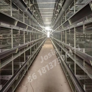 Nuevo Equipo Avícola XF 2020: Jaula Automática Galvanizada Tipo A para Gallinas Ponedoras, Capacidad para 80 Aves por Set - Product Image 2