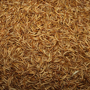 Alimento De Peixe De Mealworm Seco Natural e Pássaro Produto Alimentar Seco - Product Image 5