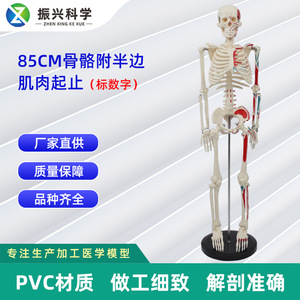 85CM( - Product Image 5