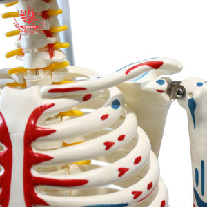 Modèle de squelette humain FRT007, version médicale suspendue, avec points d'origine et d'insertion de tous les muscles, squelette en PVC de 85 cm - Product Image 2