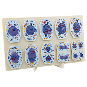 Gelsonlab HSBM-405 בעלי החיים מיטוזה ו מיוזה דגם - Product Image 2