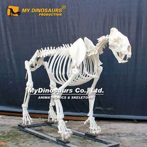 MY DINO Zigong, grand squelette d'animal, animaux factices, fossiles - Product Image 6