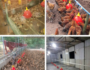Bebedero automático de plástico <span class=keywords><strong>para</strong></span> aves, bebedero <span class=keywords><strong>para</strong></span> pollo con campana, venta al por mayor de fábrica - Product Image 6