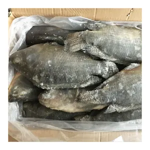 Perusahaan Grosir Ikan Frozen hitam Tilapia populer untuk pasar Afrika dengan selera yang baik