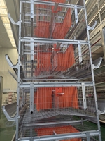 Solution de cage automatique pour poules pondeuses pour la gestion intelligente des fermes avicoles en acier galvanisé