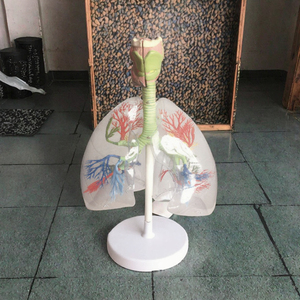 Tự Nhiên Kích Thước Trong Suốt Pet Phổi Phân Đoạn Mô Hình 3/4 <span class=keywords><strong>Yixin</strong></span> <span class=keywords><strong>YIXIN</strong></span>-BH326 Cho Y Tế Khoa Học - Product Image 2
